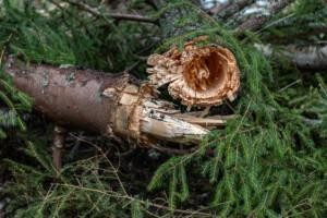Metsänhoitoa pioneerien tapaan